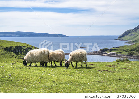 Sheep and goat at the bay called Camas nan Geall 37032366