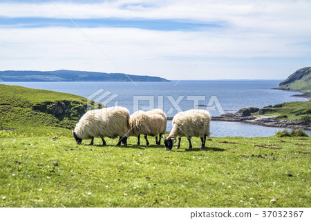 Sheep and goat at the bay called Camas nan Geall 37032367
