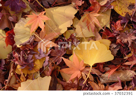 Momiji and ginkgo leaves 37032391