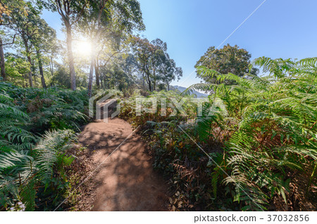 nature trail in Phu Hin Rong Kla National Park 37032856