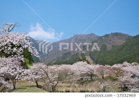 Cherry blossoms of Hirayama mountains 37032969