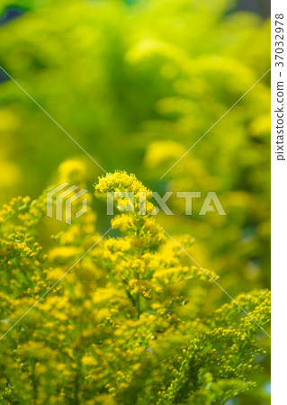 Beautiful yellow goldenrod flowers. 37032978