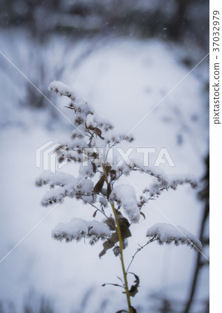 Plants in snow Plants in snow 37032979