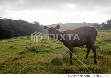 Wild sambar deer or Cervus unicolor 37033057