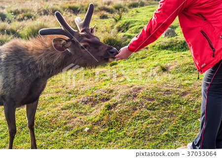 Feeding of wild sambar deer or Cervus unicolor Feeding of wild sambar deer or Cervus unicolor 37033064
