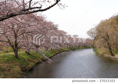 Sakura of Ogaigawa Fukuoka Mochi 37033103