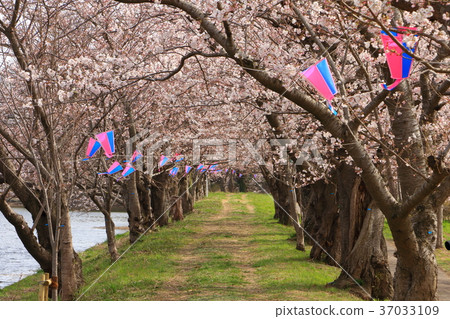 Ogaigawa Fukuoka Mochi的櫻花 Ogaigawa Fukuoka Mochi的櫻花 37033109