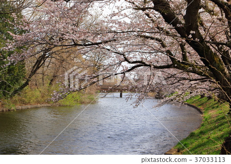 Sakura of Ogaigawa Fukuoka Mochi Sakura of Ogaigawa Fukuoka Mochi 37033113