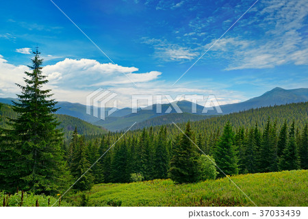 Beautiful pine trees on background high mountains. 37033439