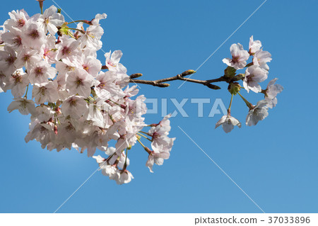 櫻花 37033896