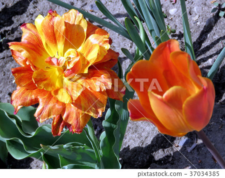 Toronto High Park orange tulips 2016 37034385