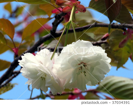 Toronto High Park Sakura flower 2016 37034391
