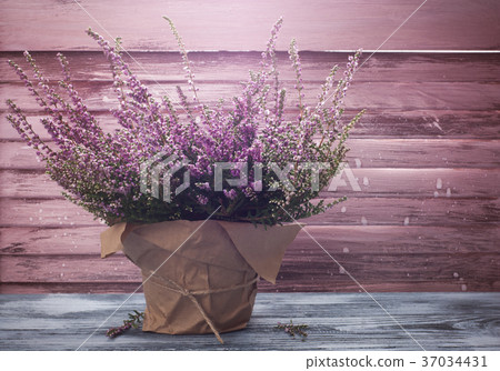 Pink heather in pot, vintage shutters 37034431