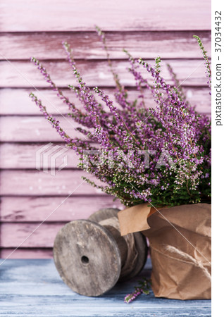 Pink heather in pot, vintage shutters 37034432