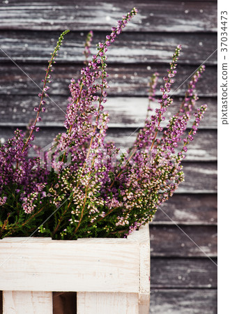 Pink heather in box 37034473