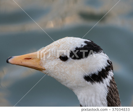 印度癌症頭 37034833