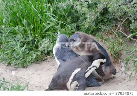Cape Penguin's Young Bird Cape Penguin's Young Bird 37034875