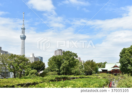 Kameido Koto-ku, Tokyo Kameido Tenjin Shrine and Tokyo Sky Tree 37035105