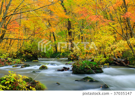 Oorise mountain stream of Aomori _ autumn leaves 37035147