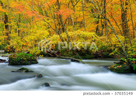 Oorise mountain stream of Aomori _ autumn leaves Oorise mountain stream of Aomori _ autumn leaves 37035149