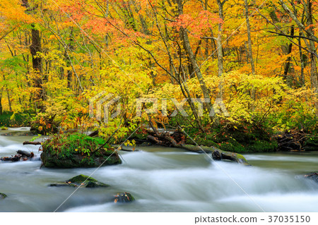 Oorise mountain stream of Aomori _ autumn leaves Oorise mountain stream of Aomori _ autumn leaves 37035150
