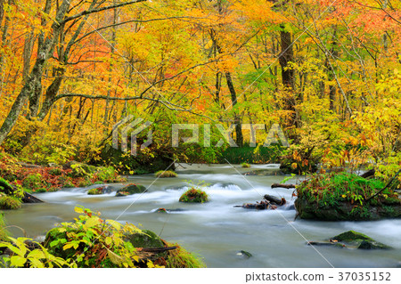 青森的Oorise山小河_秋葉 37035152