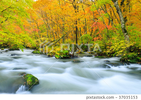 青森的Oorise山小河_秋葉 青森的Oorise山小河_秋葉 37035153