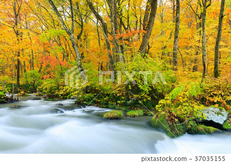 Oorise mountain stream of Aomori _ autumn leaves 37035155