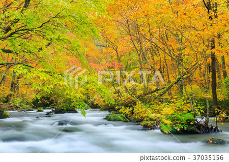 Oorise mountain stream of Aomori _ autumn leaves Oorise mountain stream of Aomori _ autumn leaves 37035156