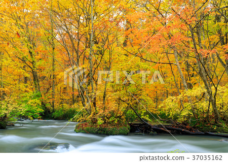 Oorise mountain stream of Aomori _ autumn leaves 37035162