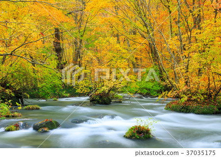 Oorise mountain stream of Aomori _ autumn leaves 37035175