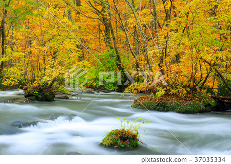 Oorise mountain stream of Aomori _ autumn leaves 37035334