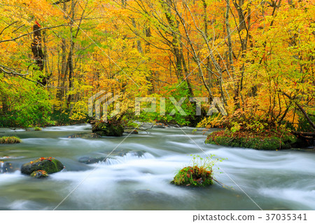 青森的Oorise山小河_秋葉 青森的Oorise山小河_秋葉 37035341