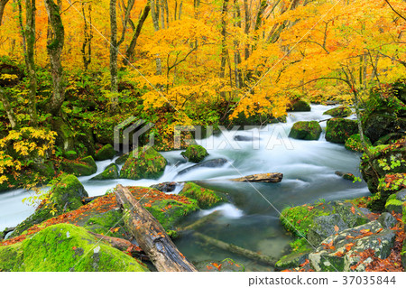 Flow of Oirase mountain stream _ Asura of autumnal leaves 37035844