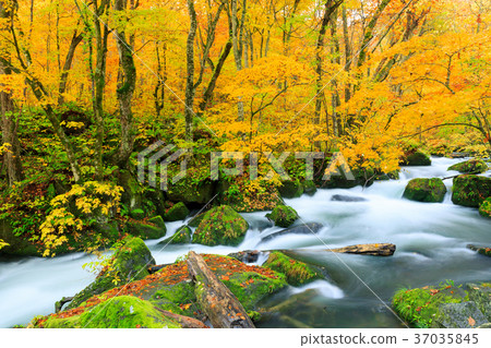 Flow of Oirase mountain stream _ Asura of autumnal leaves 37035845