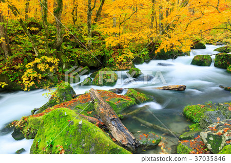 Oirase山流_秋季葉子Asura流程 Oirase山流_秋季葉子Asura流程 37035846