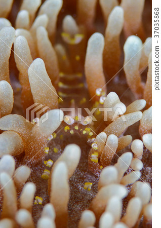 Sea anemone caterpillar Sea anemone caterpillar 37035868