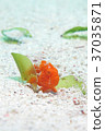 Frogfish Frogfish 37035871
