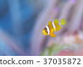 Anemone fish Anemone fish 37035872