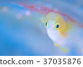 Nakamoto Irowake goby Nakamoto Irowake goby 37035876