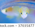 Nakamoto Irowake goby Nakamoto Irowake goby 37035877