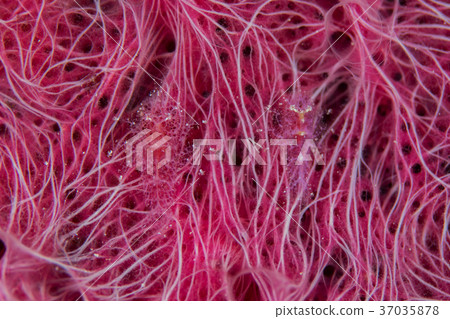 Palon Shrimp Palon Shrimp 37035878