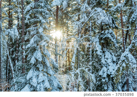 Fantastic winter forest covered with snow Fantastic winter forest covered with snow 37035898