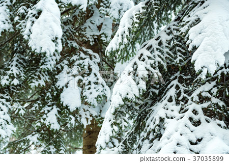 Fantastic winter forest covered with snow 37035899
