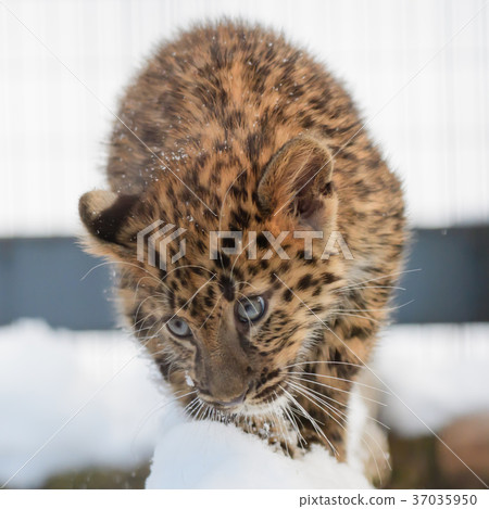 Amur leopard baby 37035950