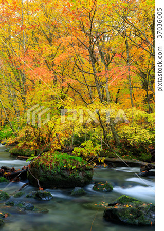 青森的Oorise山小河_秋葉 37036005