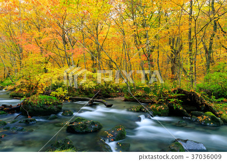 青森的Oorise山小河_秋葉 青森的Oorise山小河_秋葉 37036009