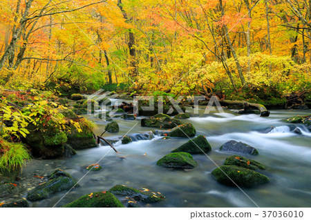 青森的Oorise山小河_秋葉 37036010