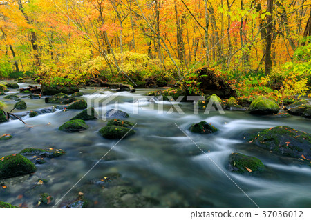 Oorise mountain stream of Aomori _ autumn leaves Oorise mountain stream of Aomori _ autumn leaves 37036012
