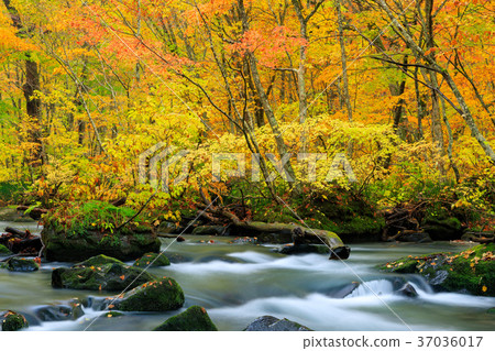 Oorise mountain stream of Aomori _ autumn leaves 37036017